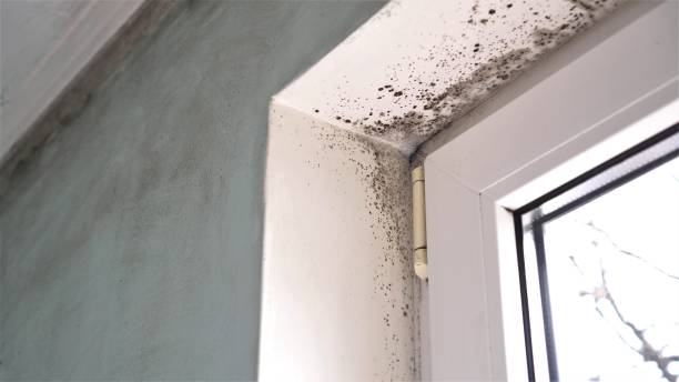 Best Crawl Space Mold Removal  in Brice Prairie, WI