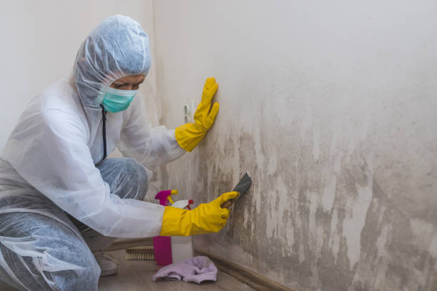 Office Mold Removal Services in Brice Prairie, WI