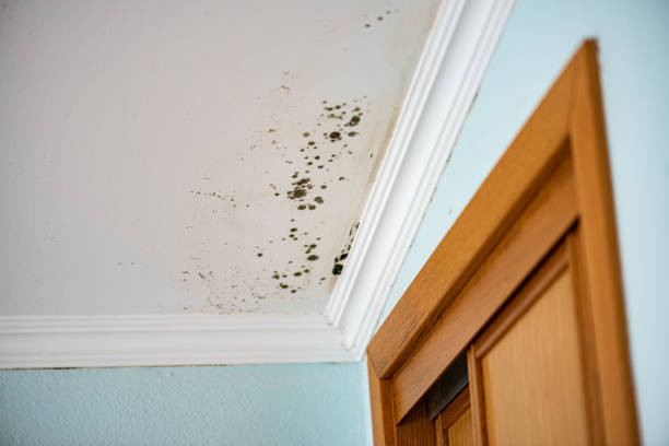 Best Mold Damage Repair  in Brice Prairie, WI