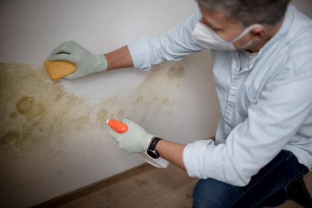 Best Mold Testing and Removal  in Brice Prairie, WI