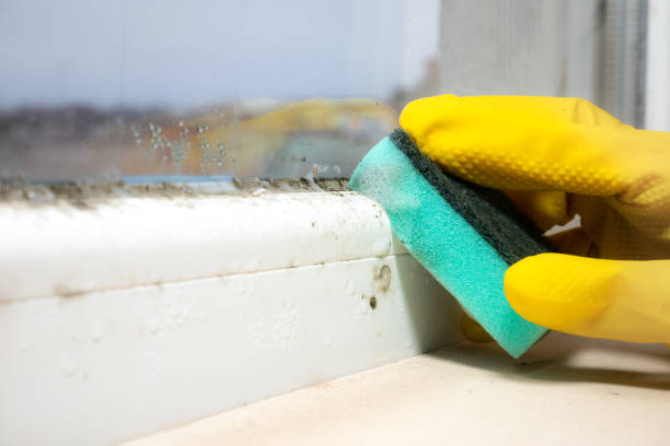 Professional Mold Removal in Brice Prairie, WI