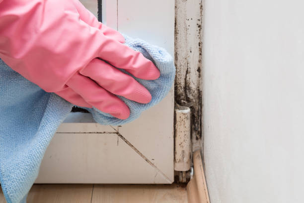 Best Professional Mold Removal  in Brice Prairie, WI