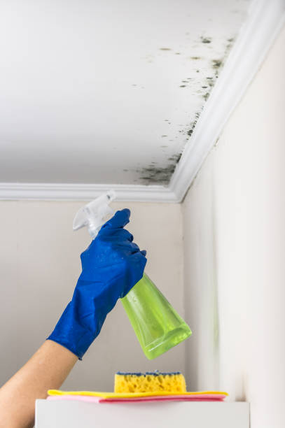 Mold Testing and Removal in Brice Prairie, WI